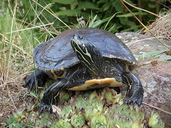 Schildkröte Schildkröte